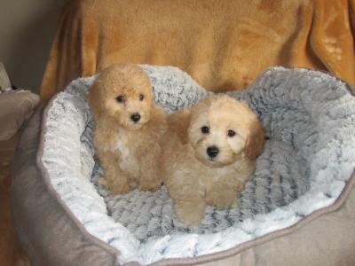 Cavapoo pups